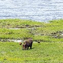 BWA NW Chobe 2016DEC04 NP 034 : 2016, 2016 - African Adventures, Africa, Botswana, Chobe National Park, Date, December, Month, Northwest, Places, Southern, Trips, Year